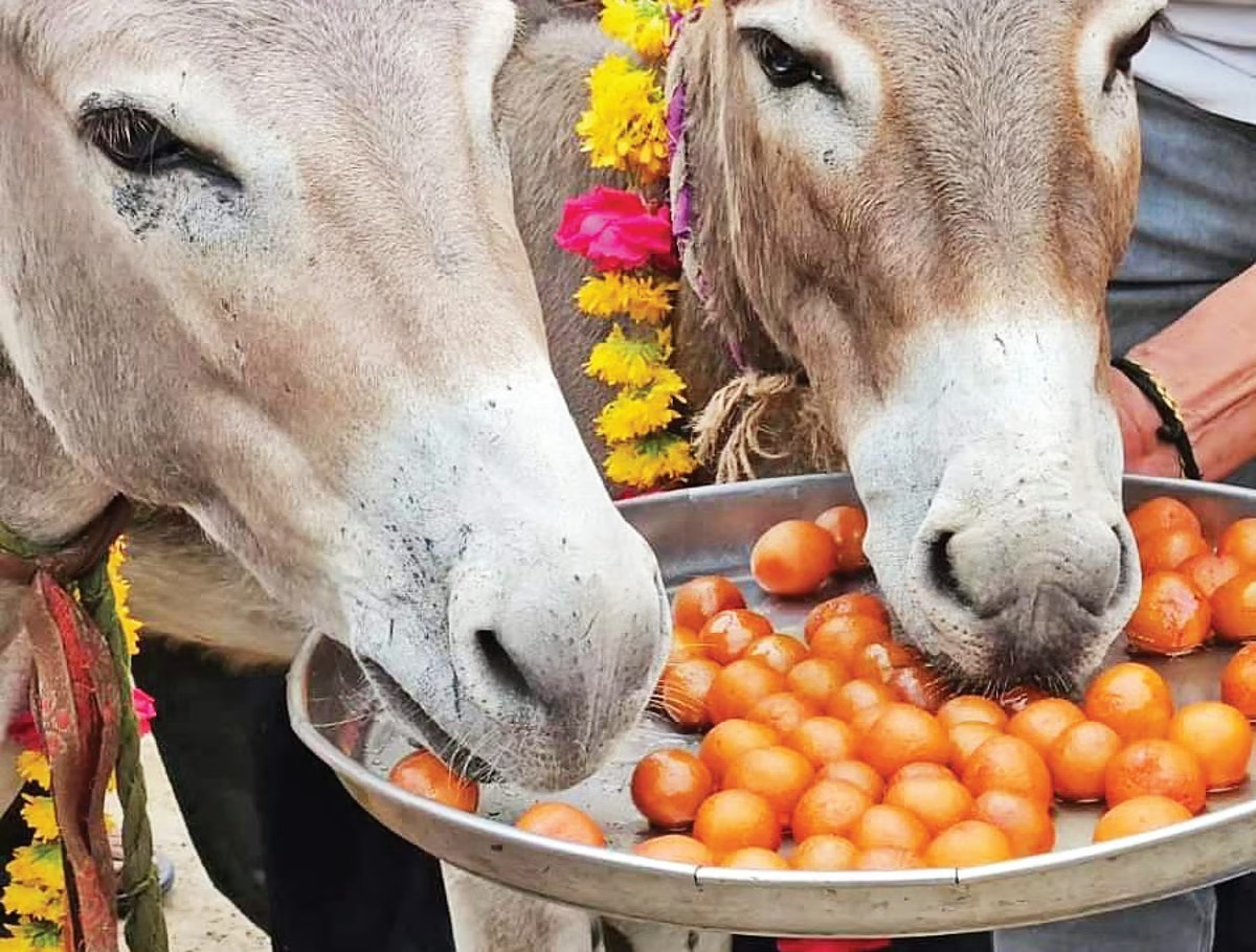 மழை வேண்டி கழுதைக்கு கல்யாணம்: குலோப் ஜாமூன் விருந்து