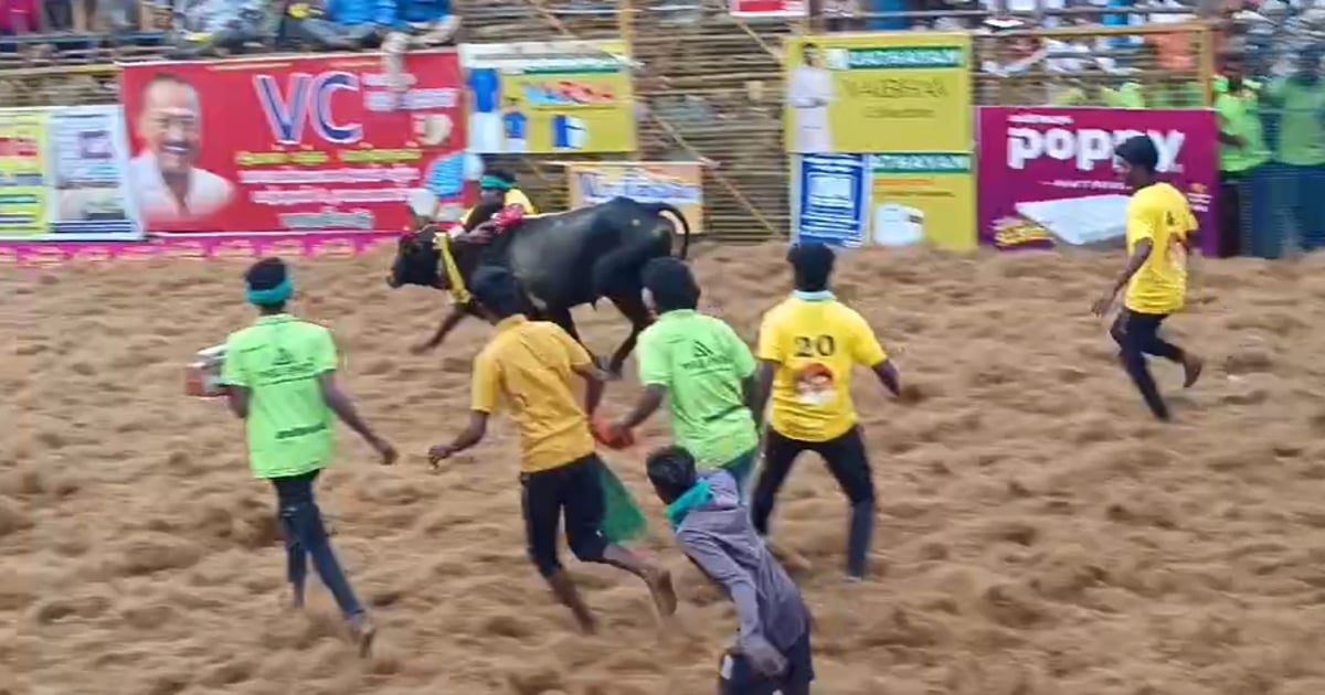 Dinamani2f2025 01 152fc5opxau42fjallikkattu Palamedu 2.jpg