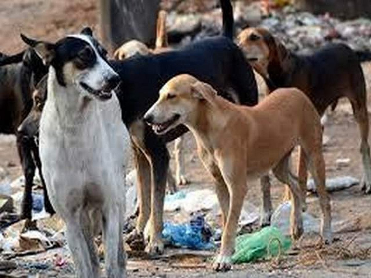 Dinamani2fimport2f20182f52f302foriginal2fstray Dogs.jpg