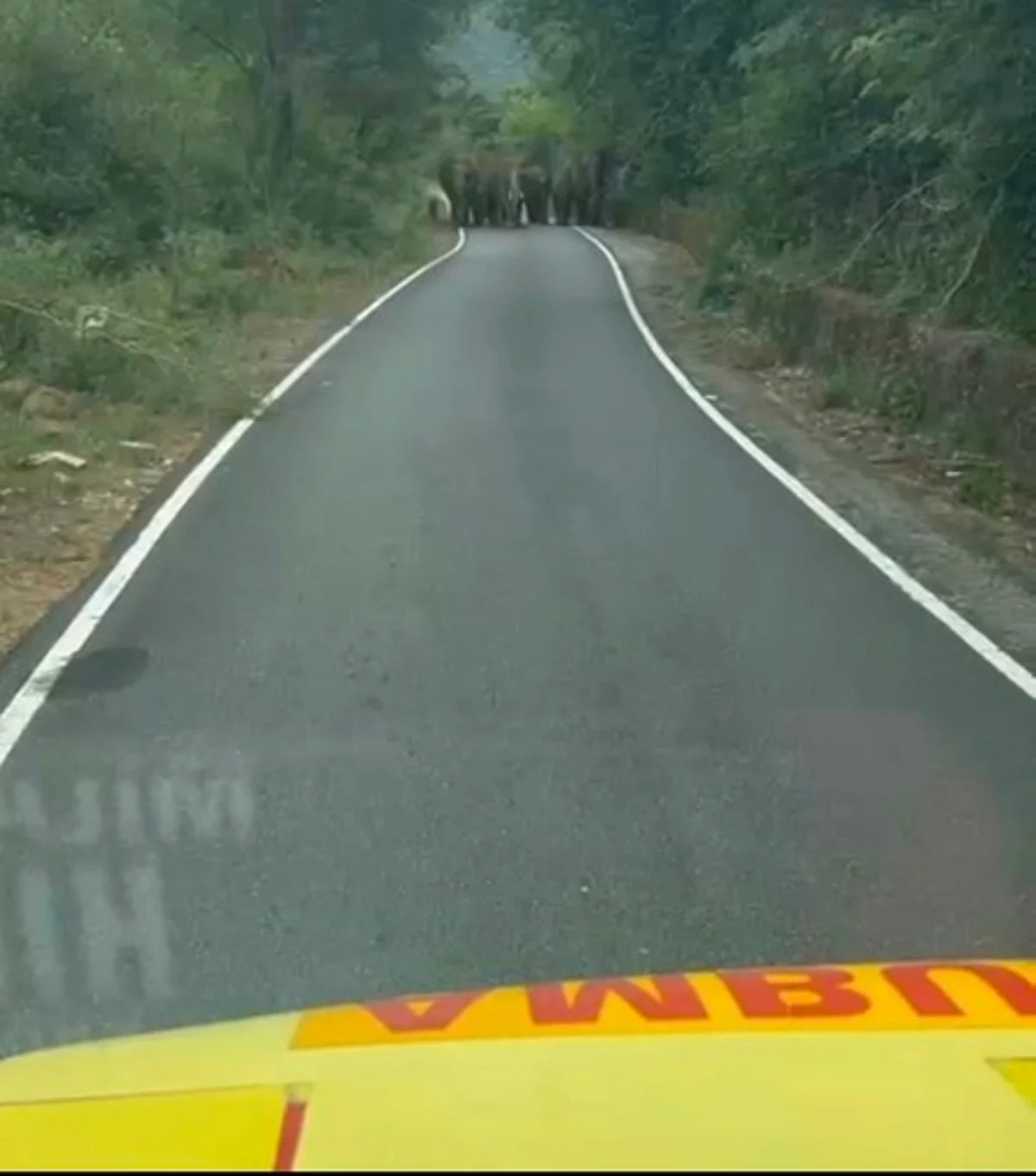 ஆம்புலன்ஸை வழிமறித்த காட்டு யானைகள்