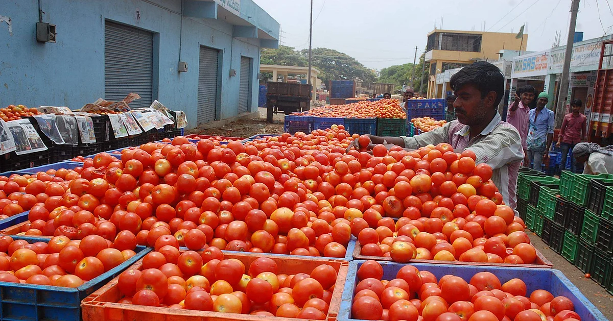 dinamani2Fimport2F20212F122F282Foriginal2Ftomato1