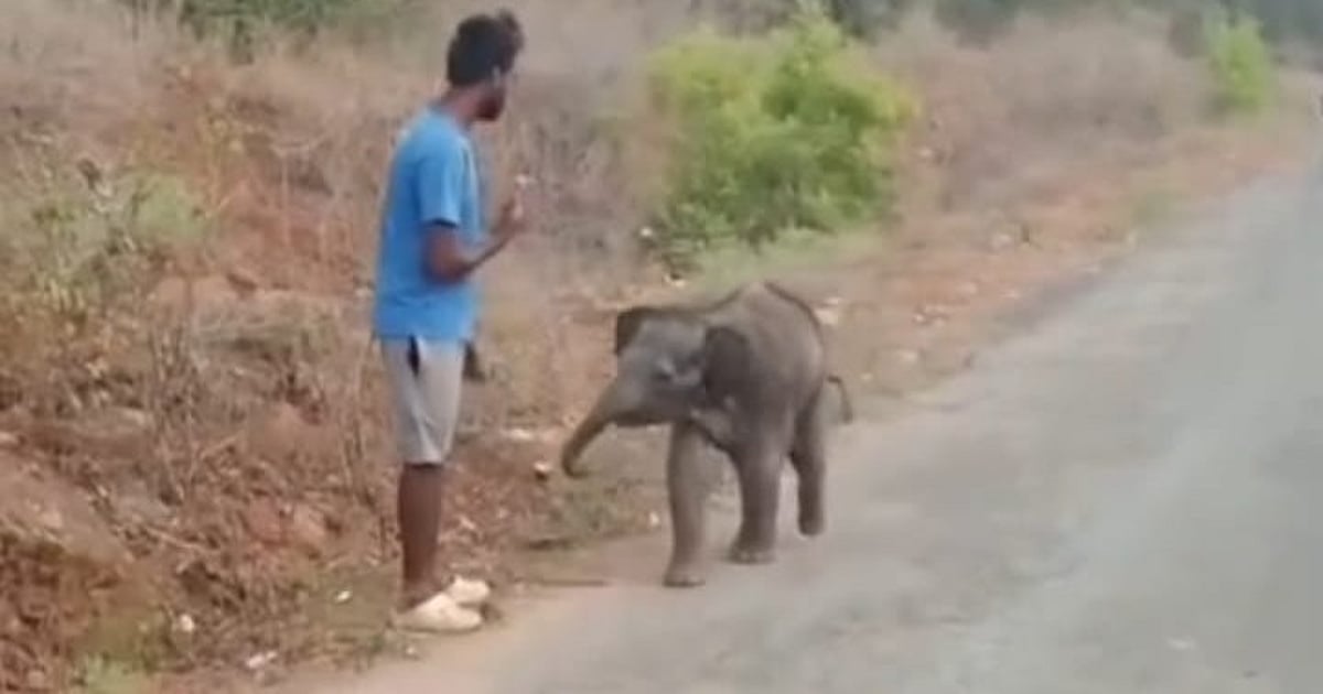 கோவை : தாயைப் பிரிந்து தவிக்கும் குட்டி யானை – கூட்டத்தோடு சேர்க்க வனத்துறை முயற்சி! | Forest department tries to reunite calf elephant separated from mother with herd –