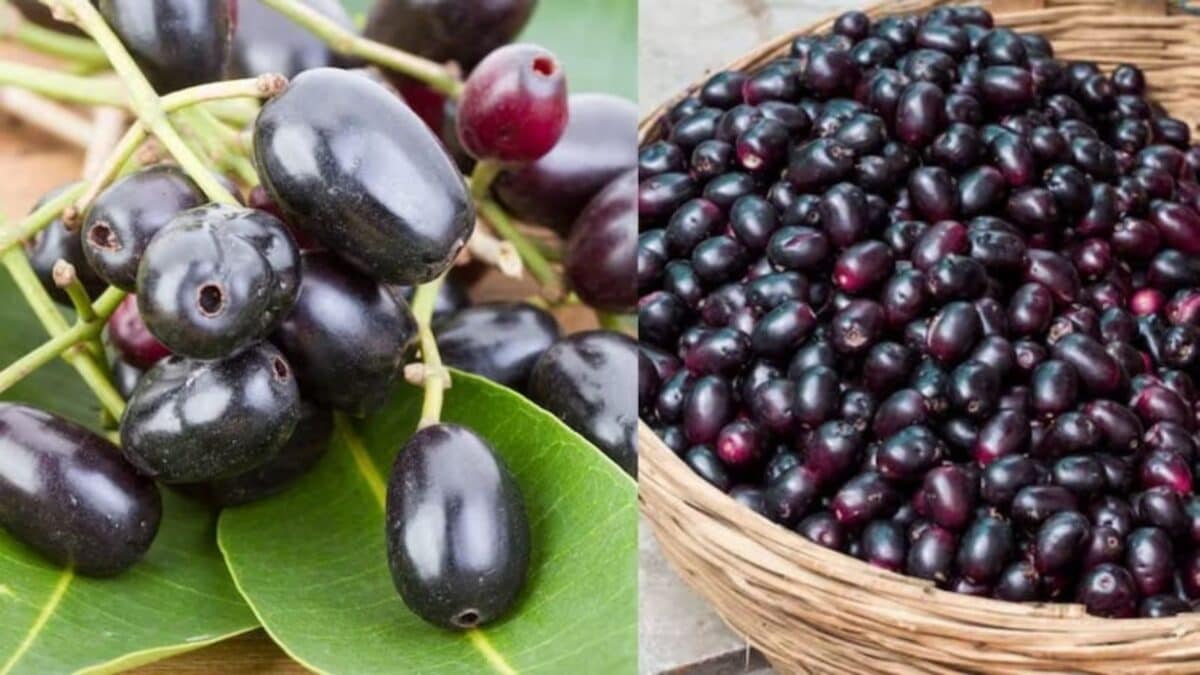 Jamun: நாவல் பழம் சாப்பிட்டவுடன், தவறுதலாகக் கூட இந்த 5 உணவுகளை சாப்பிடாதீர்கள்! | லைப்ஸ்டைல் போட்டோகேலரி