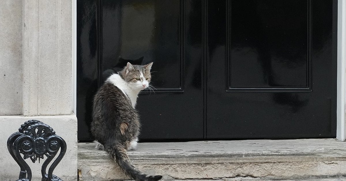 Larry Cat: 7-வது பிரதமருக்காக காத்திருக்கும் இங்கிலாந்து பூனை; – சமூக ஊடகங்களில் வைரலாகும் லேர்ரி! | Larry the Cat: The UK cat awaiting its seventh Prime Minister – Larry goes viral on social media!